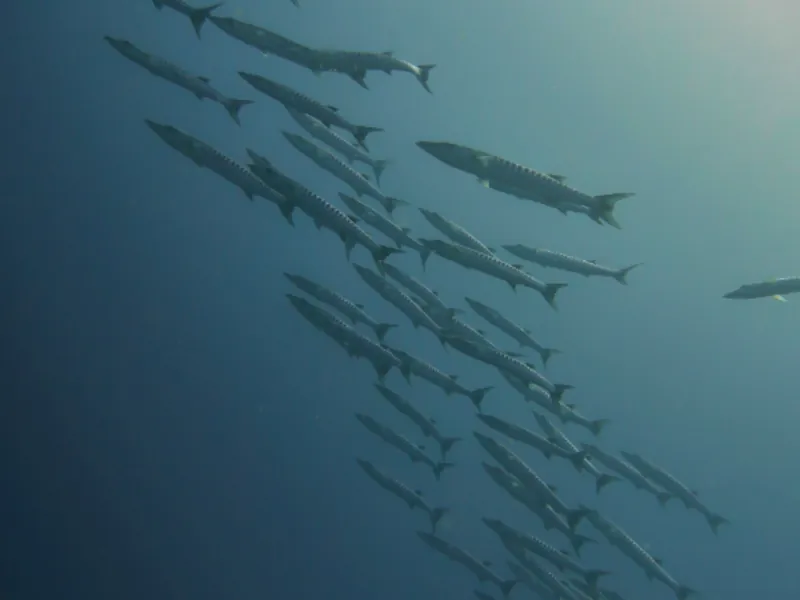 A school of fish represents Sakana AI